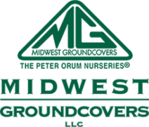 midwest groundcover 229